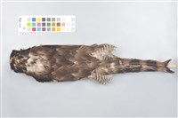 鳳頭蒼鷹藏品圖，第11張